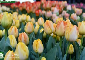 Tulipa Granny Award ® (2)